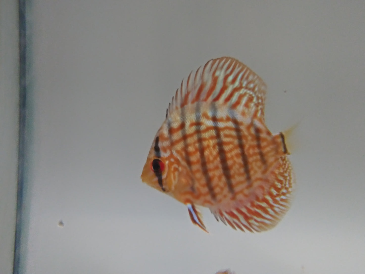 Discus Red Turquoise